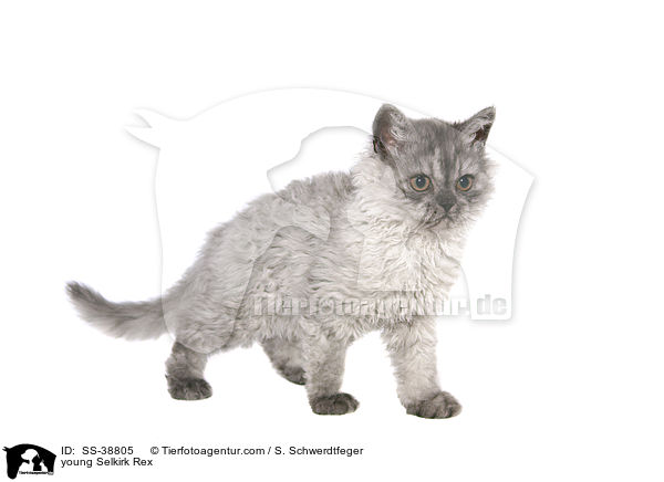 young Selkirk Rex / SS-38805