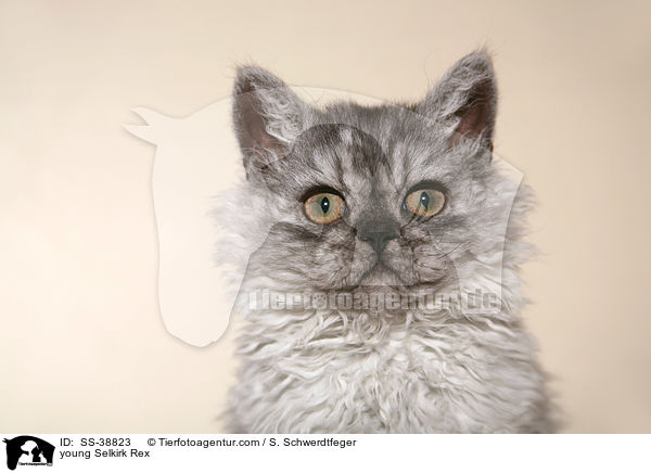 young Selkirk Rex / SS-38823