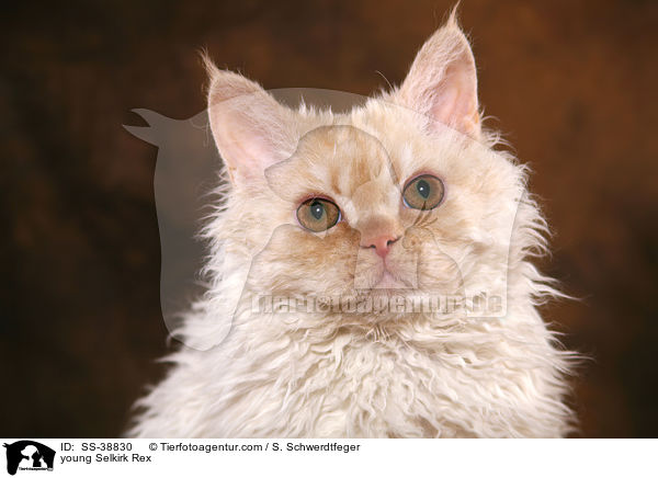 young Selkirk Rex / SS-38830