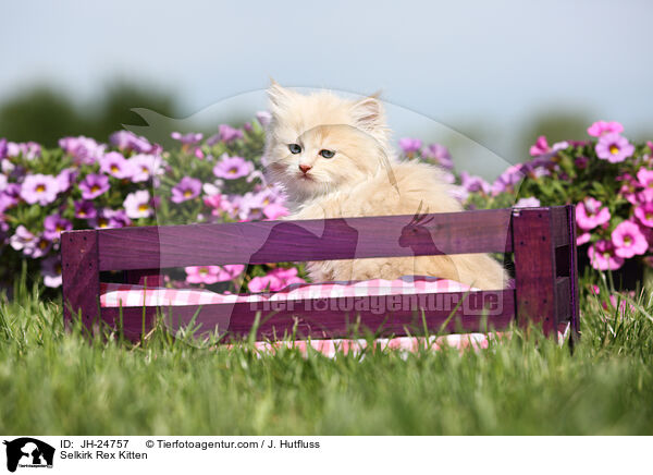 Selkirk Rex Ktzchen / Selkirk Rex Kitten / JH-24757