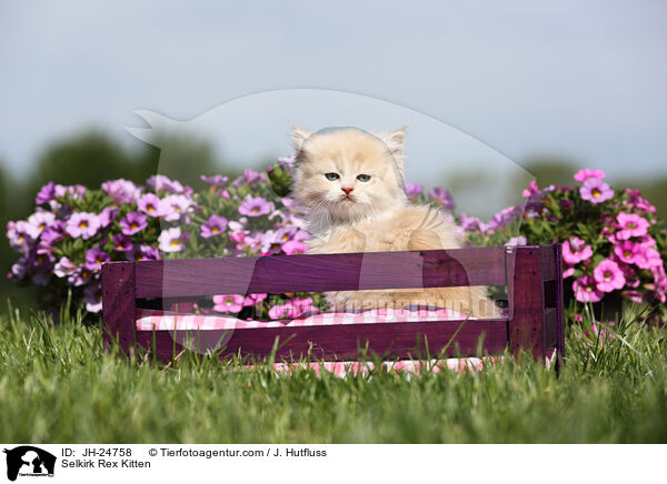 Selkirk Rex Kitten / JH-24758