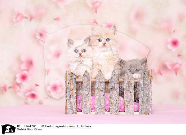 Selkirk Rex Ktzchen / Selkirk Rex Kitten / JH-24761
