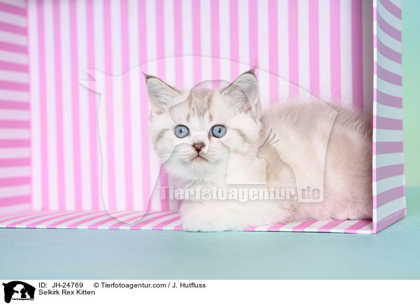 Selkirk Rex Ktzchen / Selkirk Rex Kitten / JH-24769