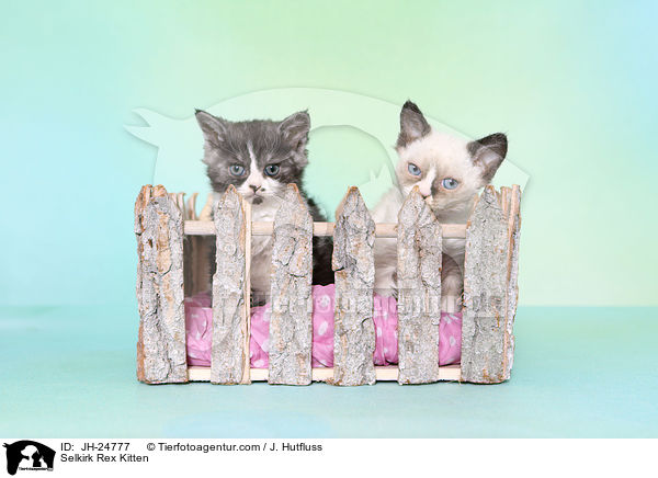 Selkirk Rex Ktzchen / Selkirk Rex Kitten / JH-24777
