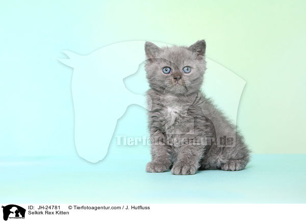 Selkirk Rex Kitten / JH-24781