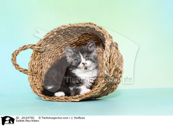 Selkirk Rex Ktzchen / Selkirk Rex Kitten / JH-24790