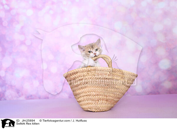 Selkirk Rex Ktzchen / Selkirk Rex kitten / JH-25894