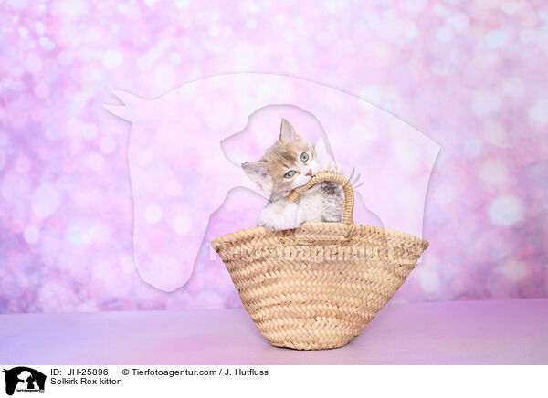 Selkirk Rex Ktzchen / Selkirk Rex kitten / JH-25896