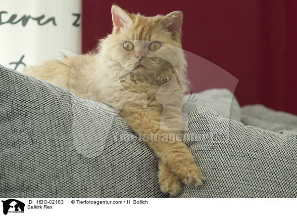 Selkirk Rex / Selkirk Rex / HBO-02183