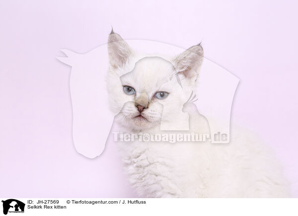 Selkirk Rex Ktzchen / Selkirk Rex kitten / JH-27569