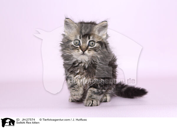 Selkirk Rex kitten / JH-27574