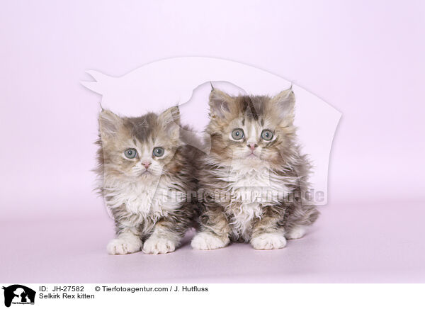 Selkirk Rex Ktzchen / Selkirk Rex kitten / JH-27582