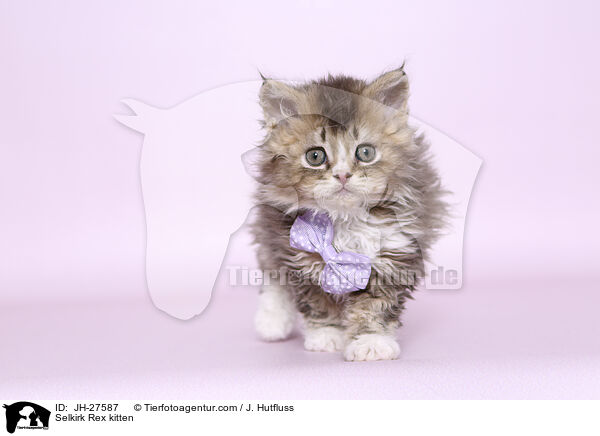 Selkirk Rex Ktzchen / Selkirk Rex kitten / JH-27587