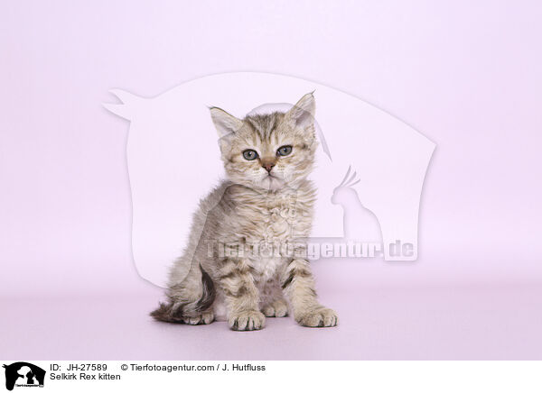 Selkirk Rex Ktzchen / Selkirk Rex kitten / JH-27589