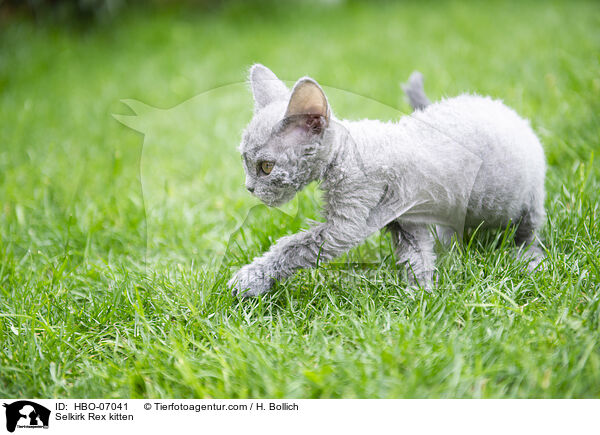 Selkirk Rex kitten / HBO-07041