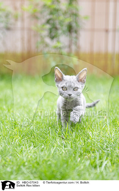 Selkirk Rex Ktzchen / Selkirk Rex kitten / HBO-07043