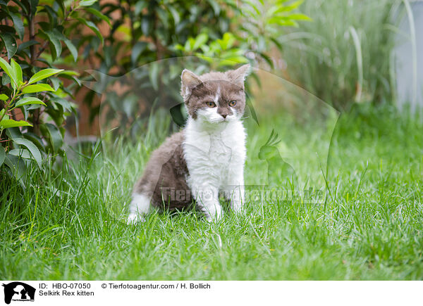 Selkirk Rex Ktzchen / Selkirk Rex kitten / HBO-07050