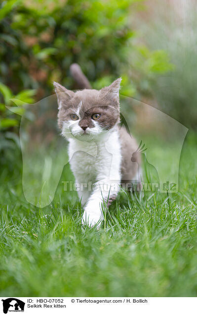 Selkirk Rex Ktzchen / Selkirk Rex kitten / HBO-07052