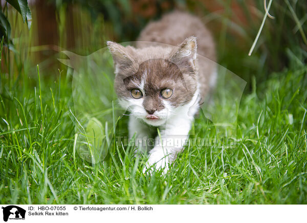 Selkirk Rex Ktzchen / Selkirk Rex kitten / HBO-07055