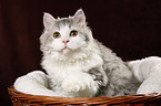 Selkirk Rex in basket