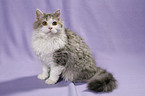 sitting Selkirk Rex