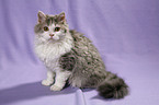 sitting Selkirk Rex