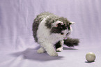 playing Selkirk Rex