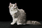 sitting Selkirk Rex