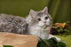 Selkirk Rex