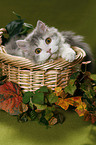 Selkirk Rex in basket