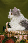 Selkirk Rex in basket