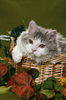 Selkirk Rex in basket