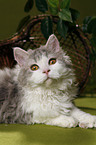 Selkirk Rex