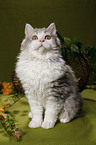 sitting Selkirk Rex