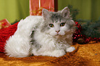 Selkirk Rex