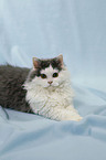 Selkirk Rex