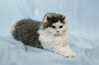 Selkirk Rex