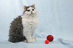 sitting Selkirk Rex