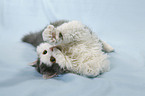 playing Selkirk Rex