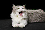 yawning Selkirk Rex