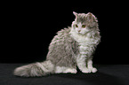 sitting Selkirk Rex