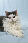 Selkirk Rex