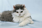 Selkirk Rex