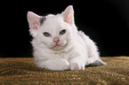 Selkirk Rex Kitten