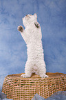 Selkirk Rex Kitten