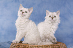 Selkirk Rex Kitten