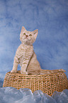 Selkirk Rex Kitten