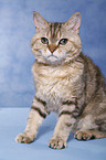 Selkirk Rex tomcat