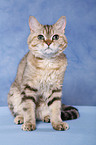 Selkirk Rex tomcat