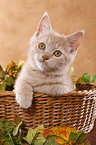 Selkirk Rex Kitten